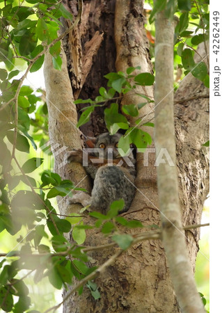 ツィンギの夜行性レミュー　lemur in Tsingy  42262449