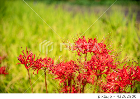 奈良県　明日香　彼岸花と田んぼの稲 42262800
