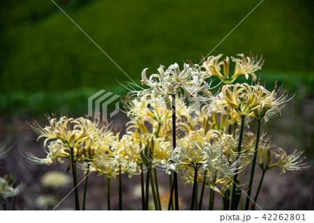 奈良県　明日香　白い彼岸花 42262801