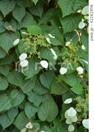 樹木:イワガラミ アジサイ科 樹木:イワガラミ アジサイ科 42262956