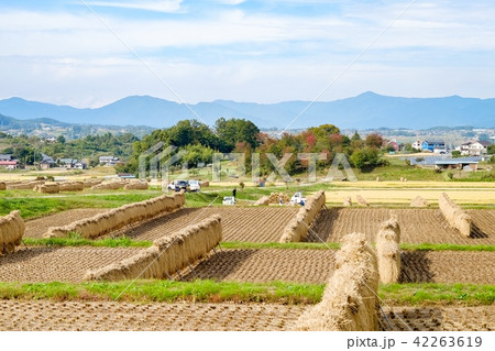 秋の農村風景 秋の農村風景 42263619