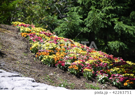 花壇 花壇 42263751