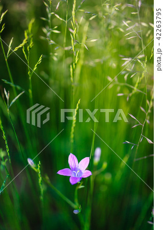 Harebell flower blooming 42263795
