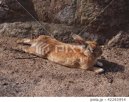 Usagi in Okunojima - Stock Photo [42263954] - PIXTA