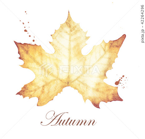 Autumn with maple leaves 42264296