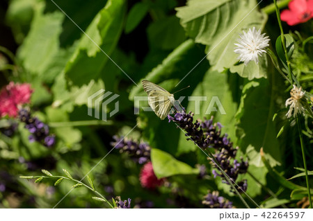 A beautiful butterfly in the wild garden 42264597
