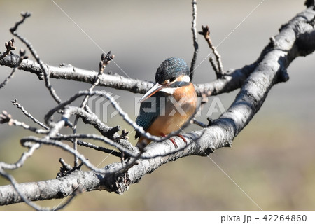 カワセミ 42264860