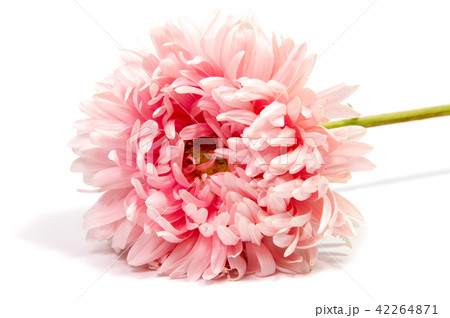 Colorful aster flowers isolated white background Colorful aster flowers isolated white background 42264871