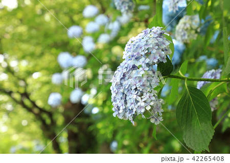紫陽花 42265408