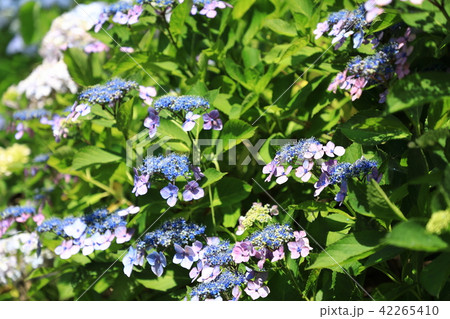 紫陽花 42265410