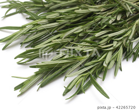 ローズマリー 42265720