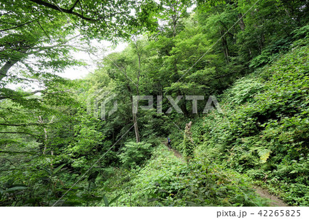札幌 藻岩山登山道風景(慈啓会病院前コース) 札幌 藻岩山登山道風景(慈啓会病院前コース) 42265825