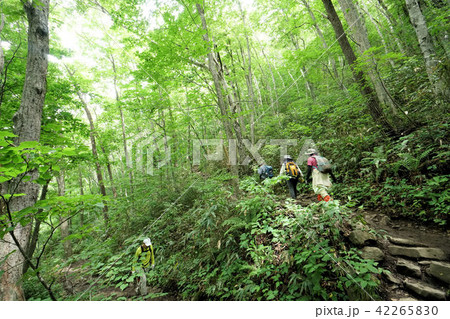 札幌　藻岩山登山道風景（約９合目の九十九折の道） 42265830