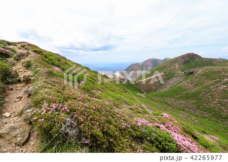 ミヤマキリシマ咲く九重連山・久住山 42265977