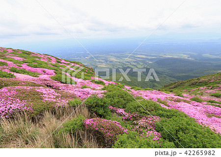 ミヤマキリシマ咲く九重連山・久住山 42265982