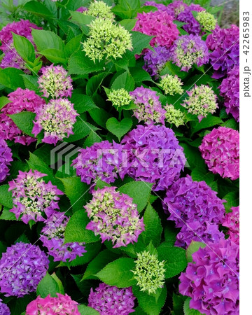 紫陽花 紫陽花 42265983