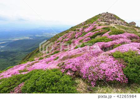 ミヤマキリシマ咲く九重連山・久住山 42265984