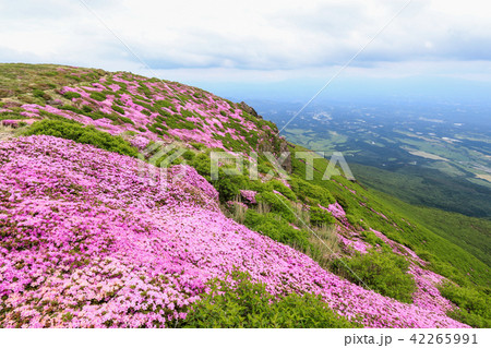 ミヤマキリシマ咲く九重連山・久住山 42265991