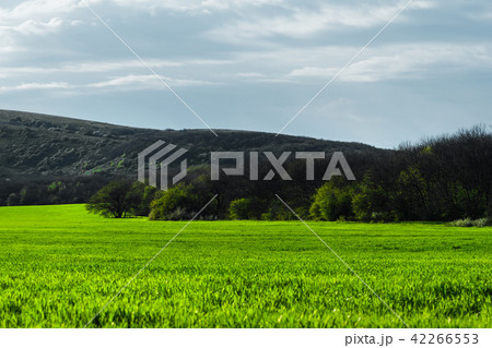 Image of a landscape of a green grass or wheat field and a blue sky with patterns from the clouds Image of a landscape of a green grass or wheat field and a blue sky with patterns from the clouds 42266553