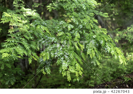 樹海_植物 樹海_植物 42267043