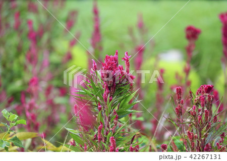 赤いのケイトウの花 赤いのケイトウの花 42267131