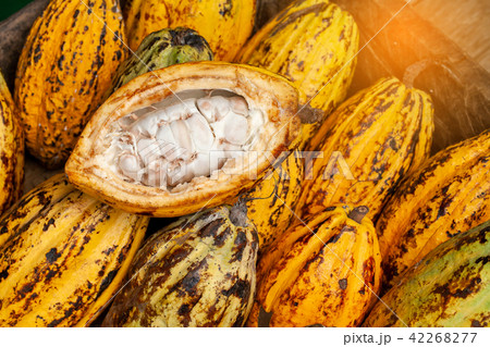 Cocoa beans and cocoa pod on a wooden surface. Cocoa beans and cocoa pod on a wooden surface. 42268277