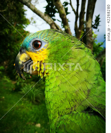 Amazona aestiva, a parrot with green and blue Amazona aestiva, a parrot with green and blue 42268280