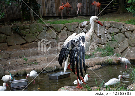 市川市動植物園 市川市動植物園 42268382