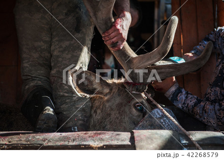 Cutting antlers of Altaic stag maral 42268579