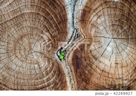 tree cut. annual ring. texture tree cut. annual ring. texture 42269927