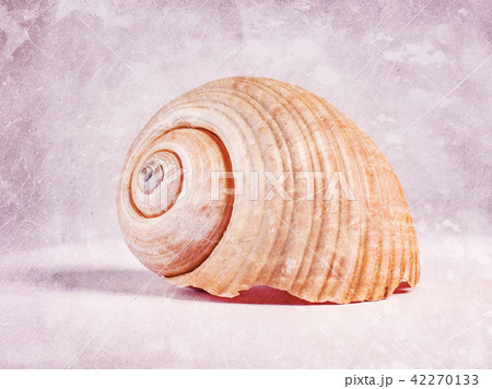 A seashell with scratches in a vintage style. A seashell with scratches in a vintage style. 42270133
