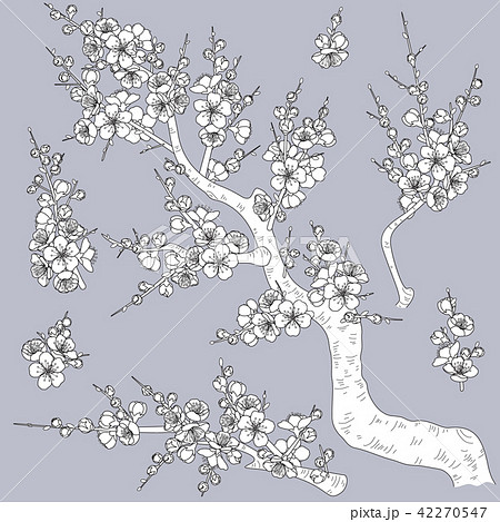 Monochrome Plum Blossom Branches 42270547