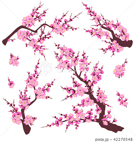 Plum Blossom Branches Set 42270548