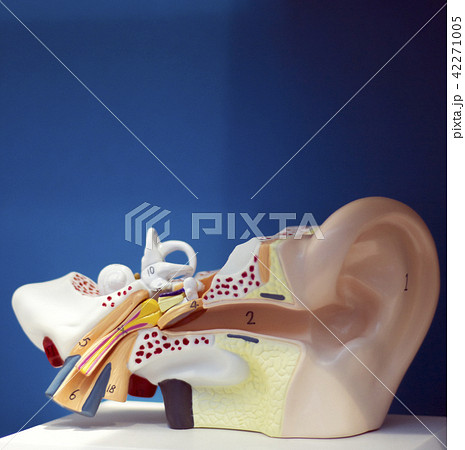 Medical ear deafness model 42271005