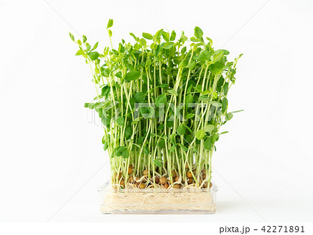 豆苗　野菜 42271891