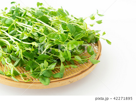 豆苗　野菜 42271895