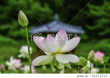 蓮 花 植物 42272254