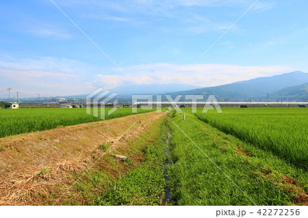 新幹線と田んぼの風景 42272256