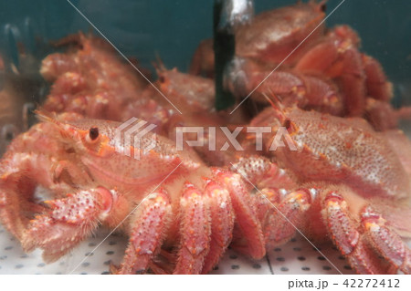 毛がに 毛がに 42272412