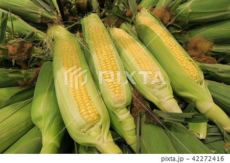 とうもろこし 42272416