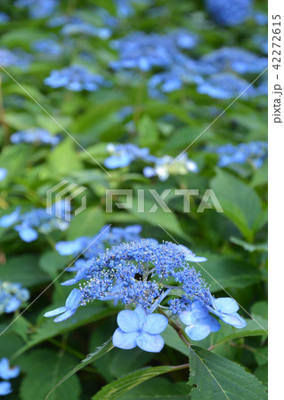 樹木：ヤマアジサイ　アジサイ科 42272615