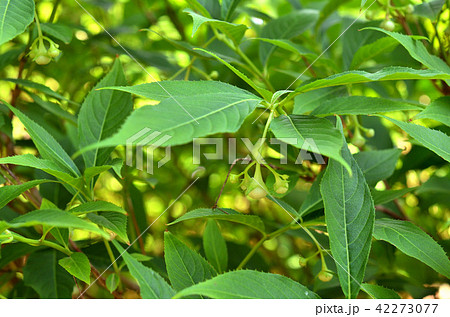 樹木:バイカアマチャ アジサイ科 樹木:バイカアマチャ アジサイ科 42273077