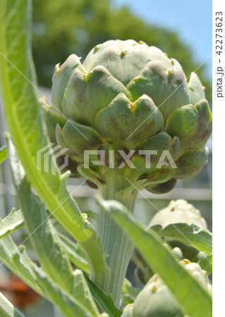 植物:アーティチョーク キク科 植物:アーティチョーク キク科 42273623