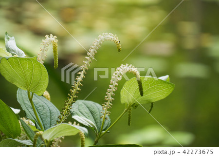 ハンゲショウ ハンゲショウ 42273675