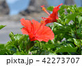ハイビスカス 42273707