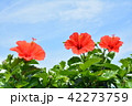 ハイビスカス 42273759