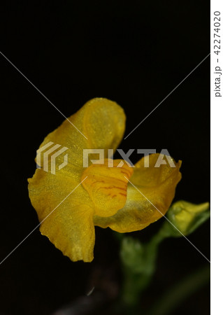 自然　植物　イヌタヌキモ、梅雨明け後の暑い日に黄色い花が開花しました 42274020