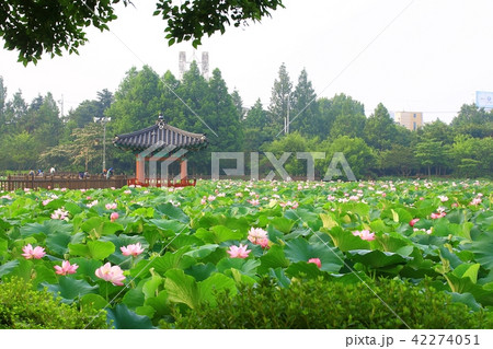 ヨンクᆾ 花 花畑 42274051