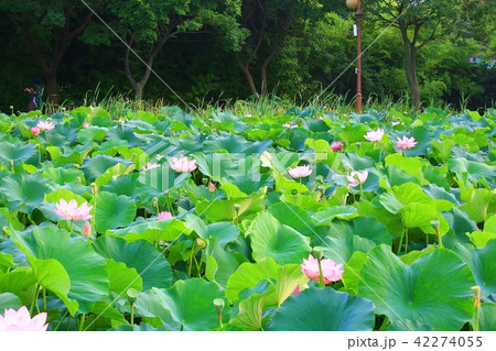 ヨンクᆾ 花 花畑 42274055
