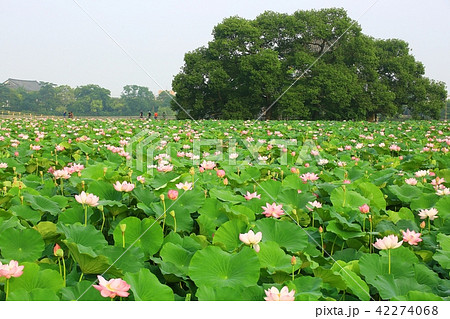 ヨンクᆾ 花 花畑 42274068